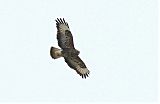 Common Buzzard